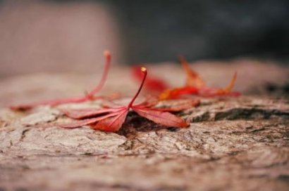 简短的劝节哀的句子