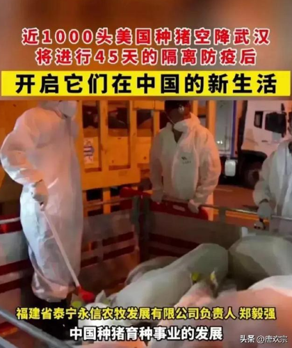 1000多头基因多样性种猪空降武汉，是福还是祸？民众瑟瑟发抖中…